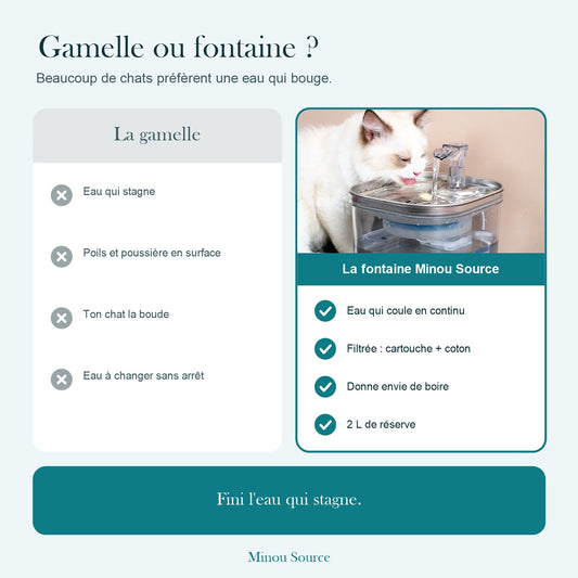 Comparatif gamelle ou fontaine à eau